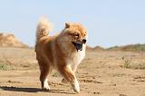 CHOW CHOW 103